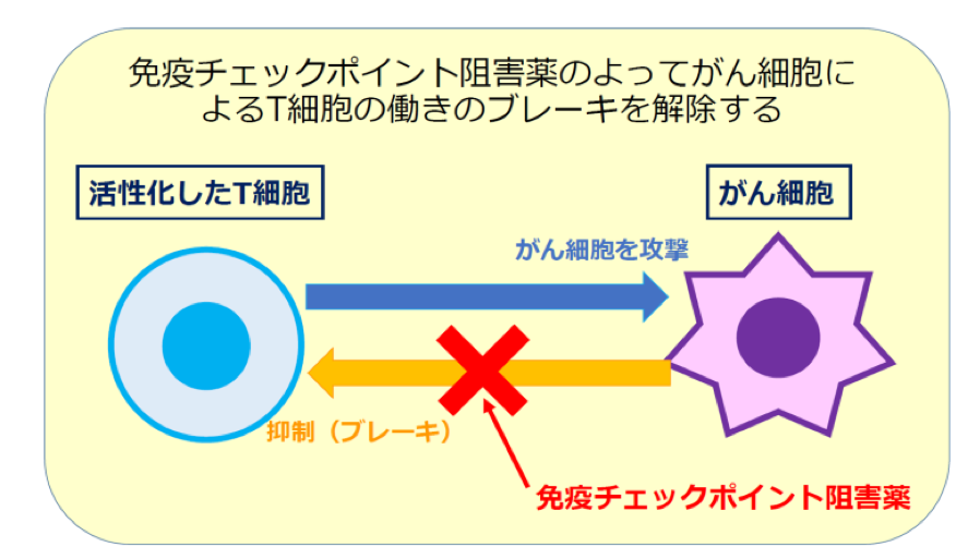 チェックポイント阻害剤とは何ですか?